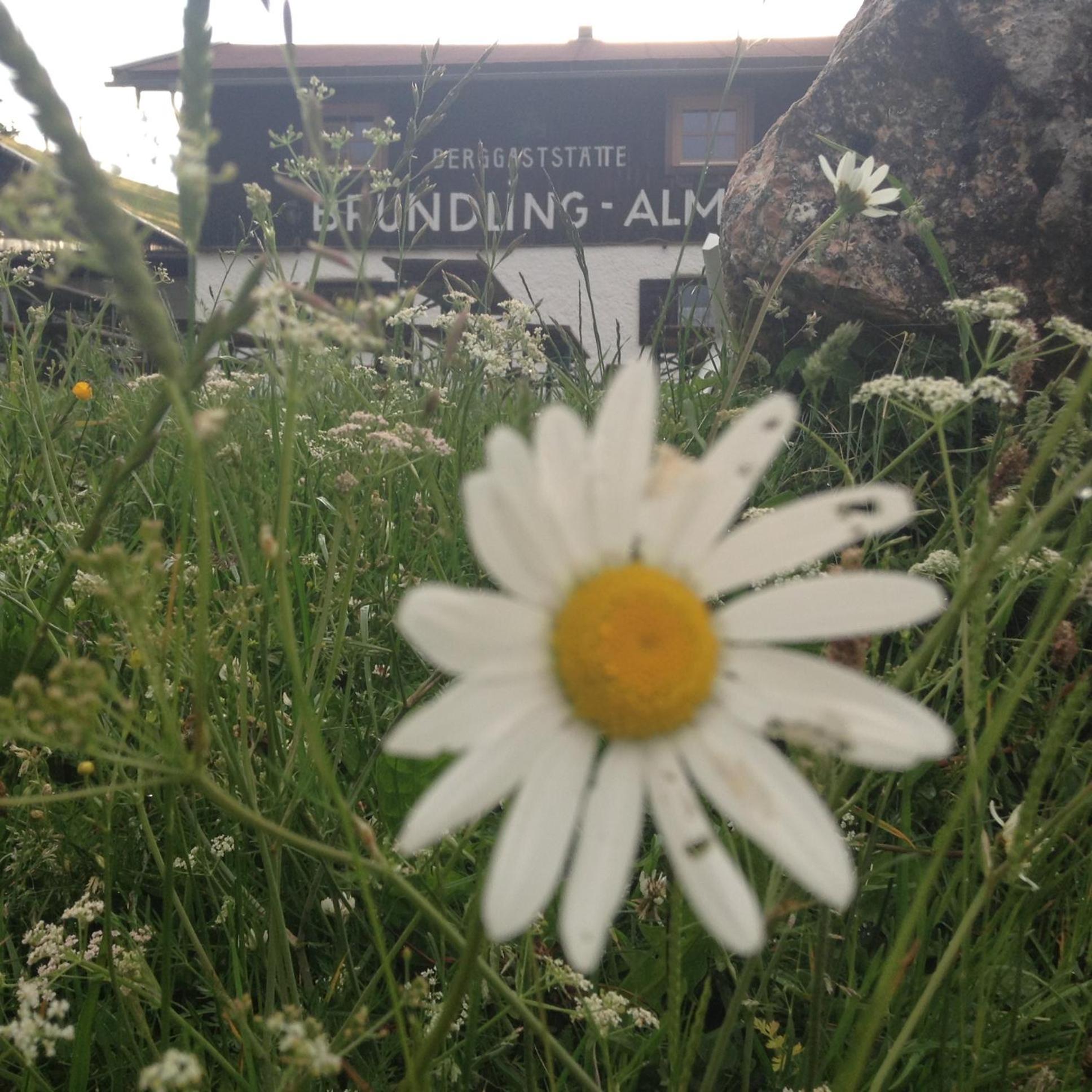 Bruendling-Alm Berggasthof Auf 1167M Auf Dem Hochfelln 卑尔根 外观 照片